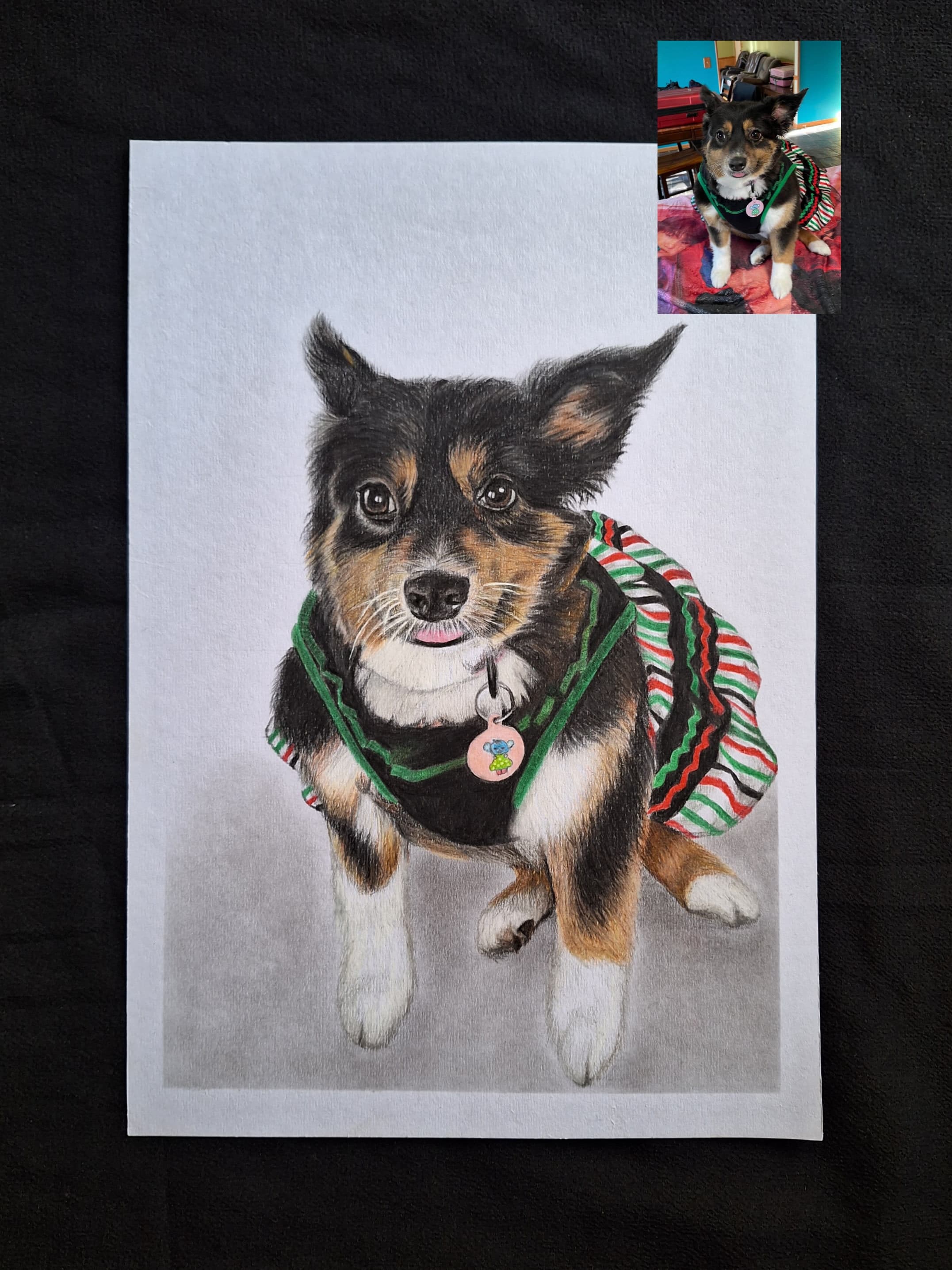 PET PORTRAIT