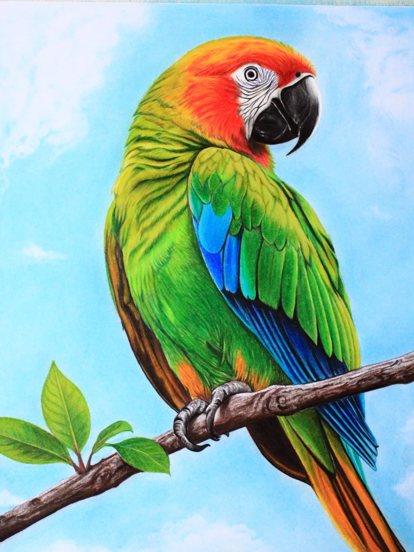 Macaw Parrot in Color Pencil - view 1