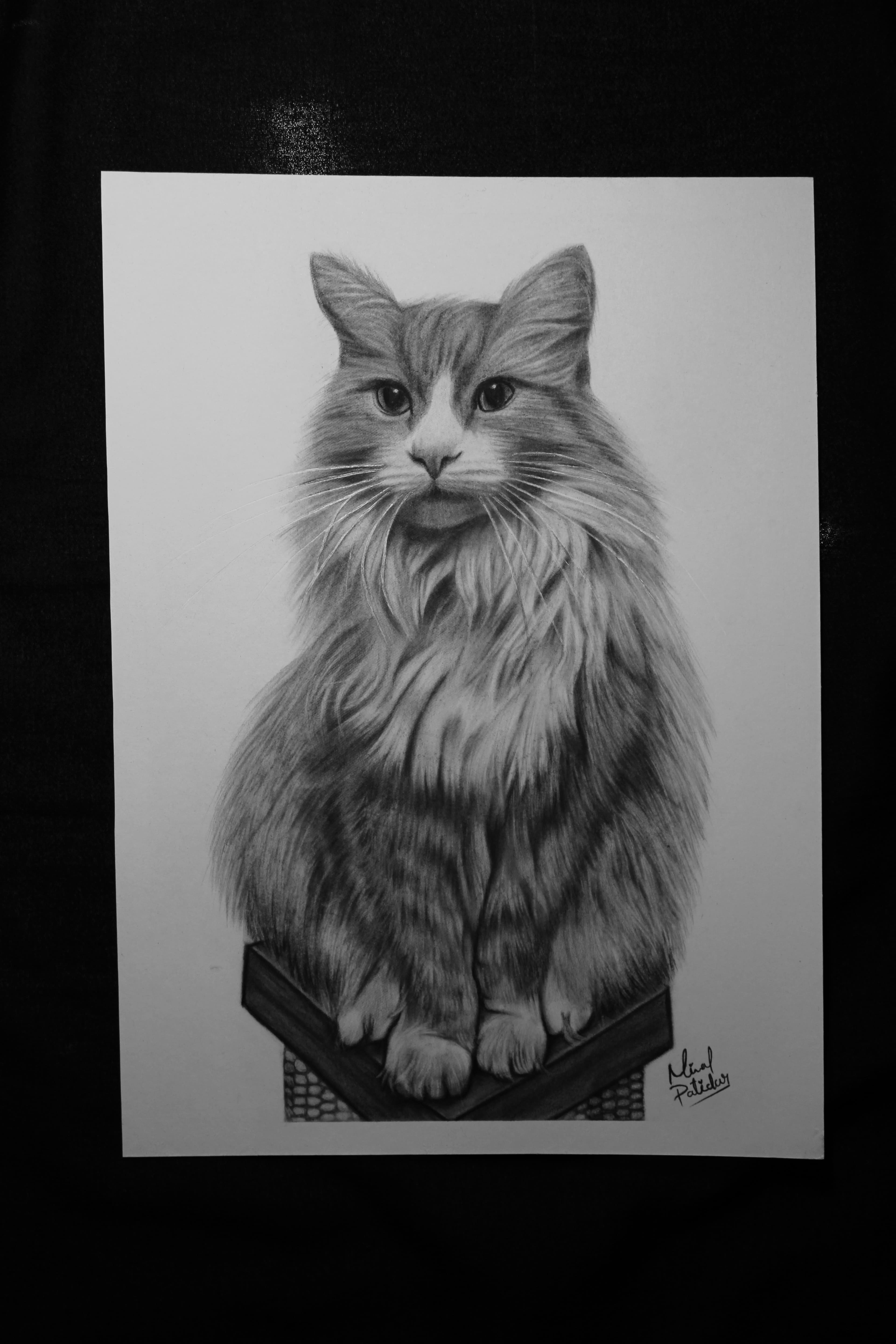 Pet Portrait Cat