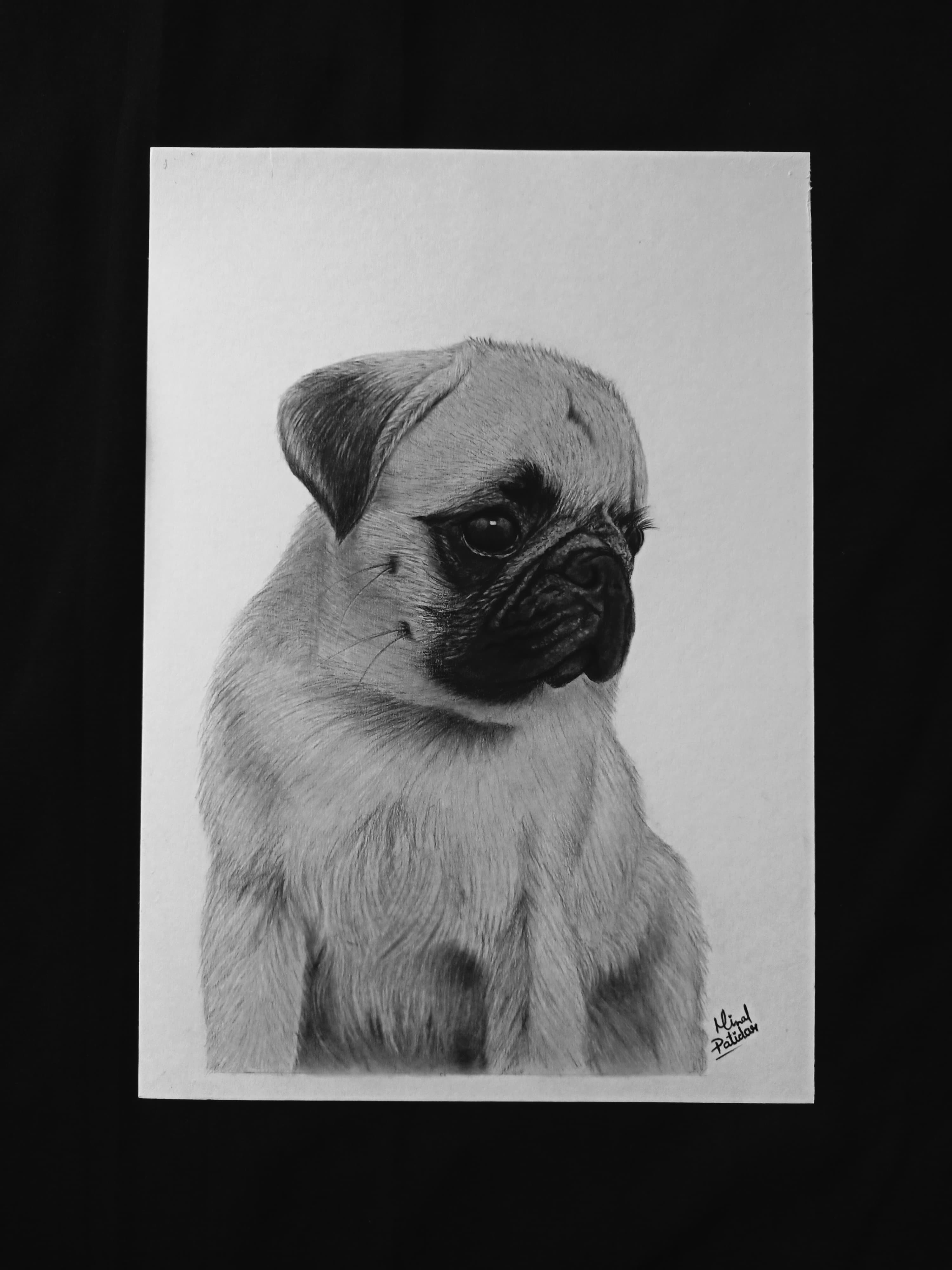 Pet Portrait Dog