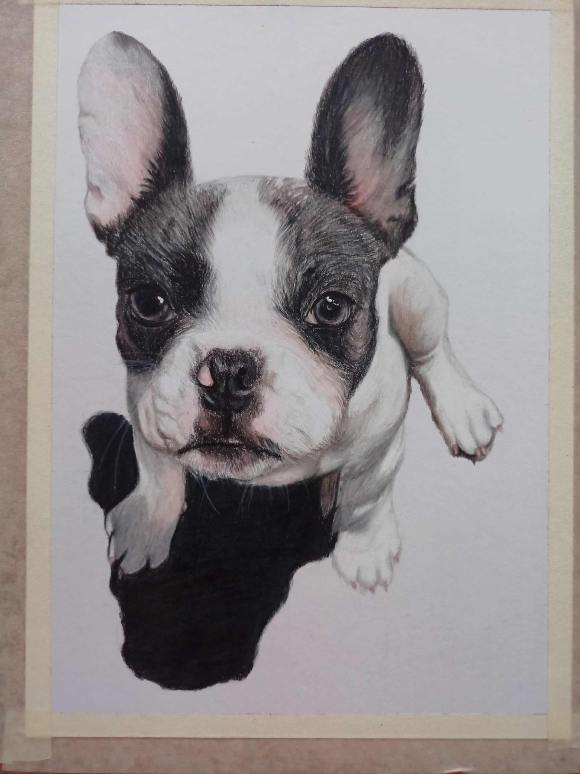Pet Portrait Colored Dog in Color Pencil - view 1